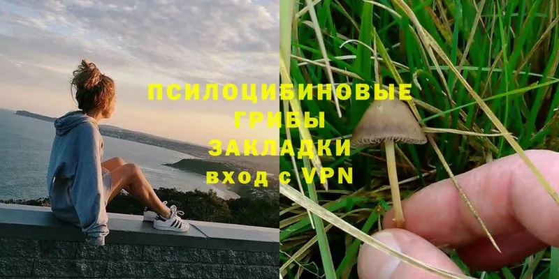 Галлюциногенные грибы Magic Shrooms  Георгиевск 